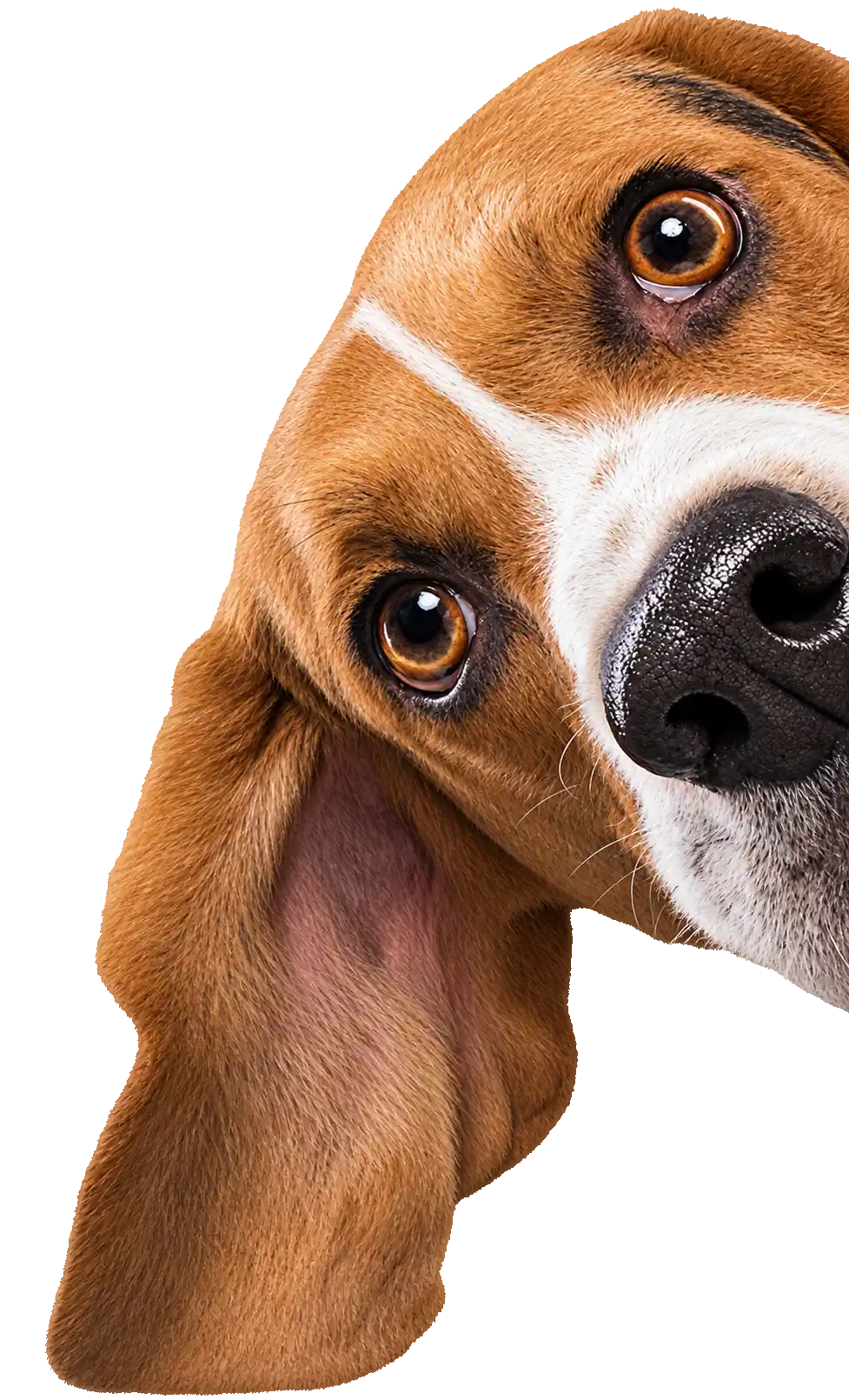 Dog receiving veterinary care